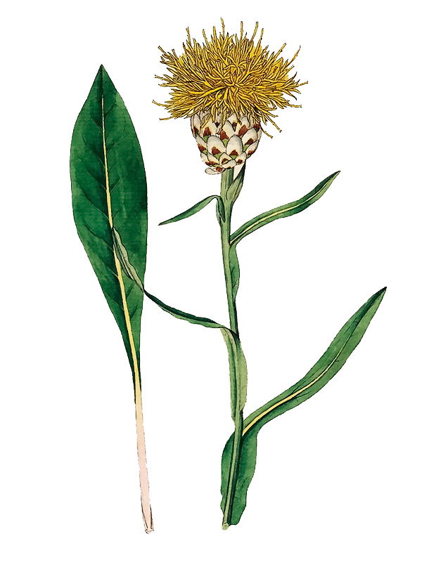 Centaurea glastifolia