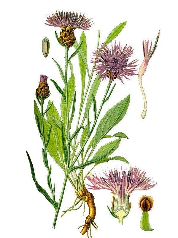 Centaurea jacea