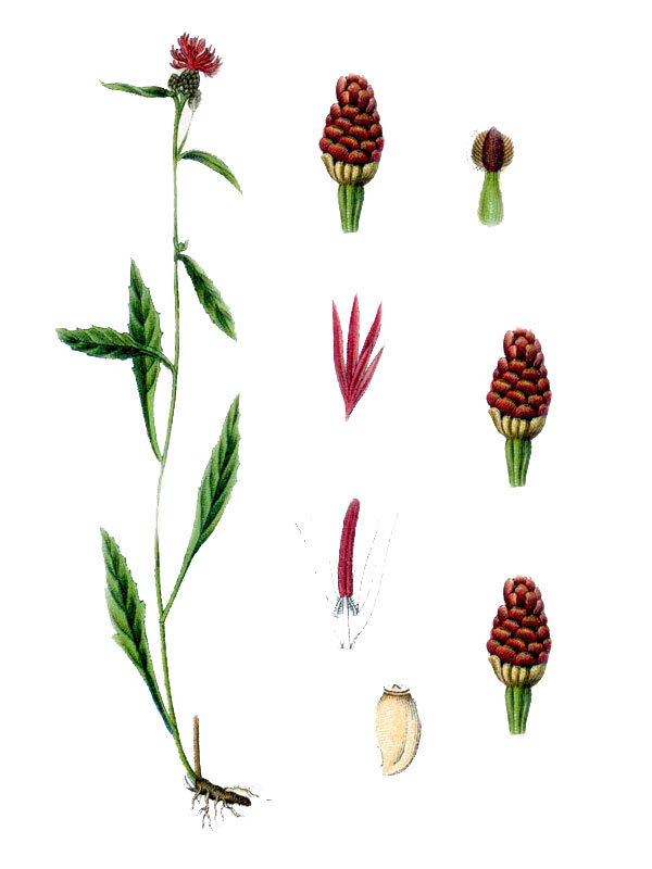 Centaurea jacea