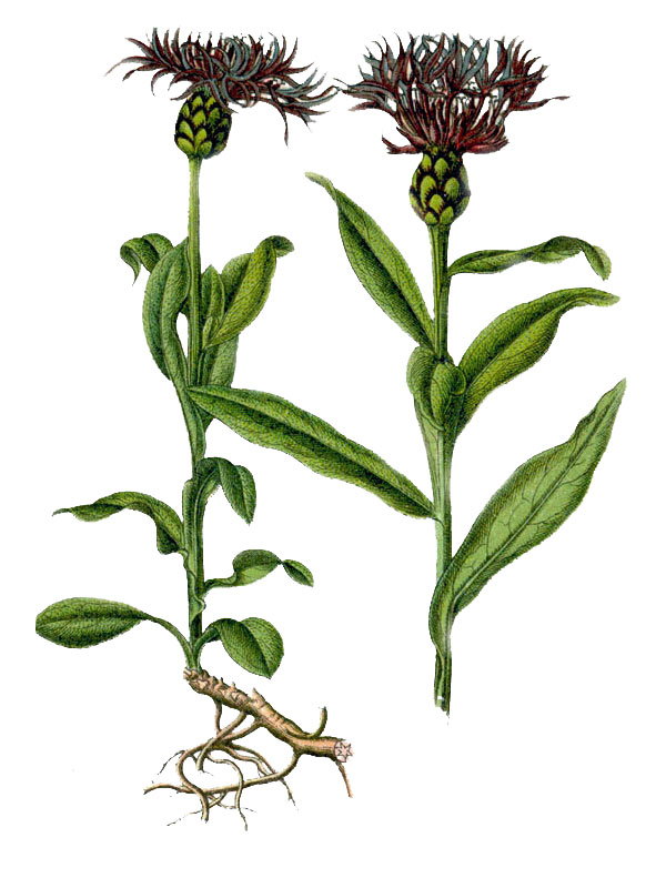 Centaurea montana