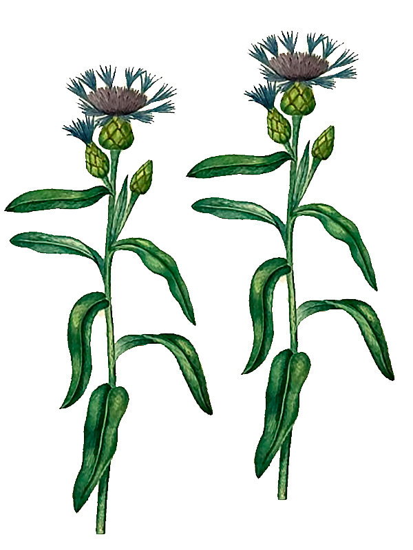 Centaurea montana