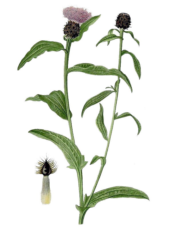 Centaurea nigra