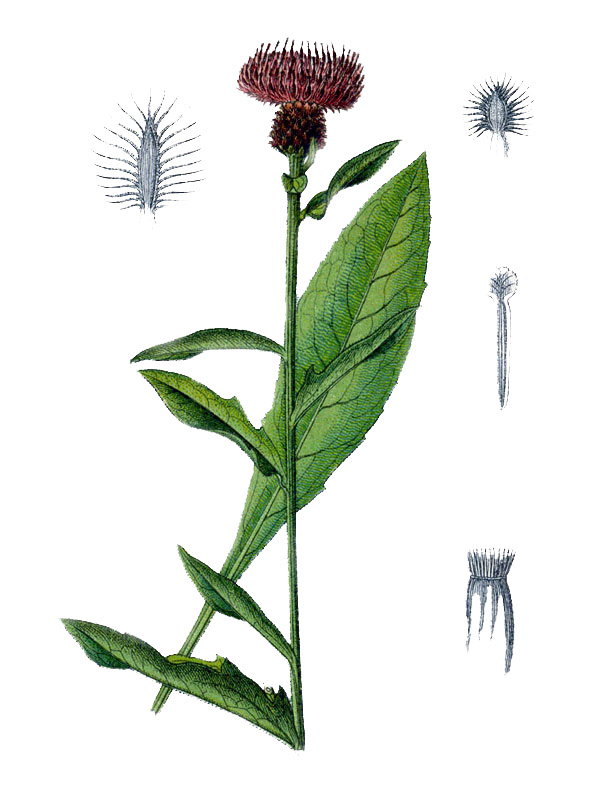 Centaurea nigra