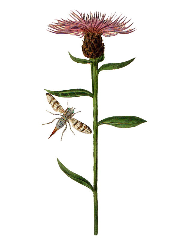 Centaurea nigra