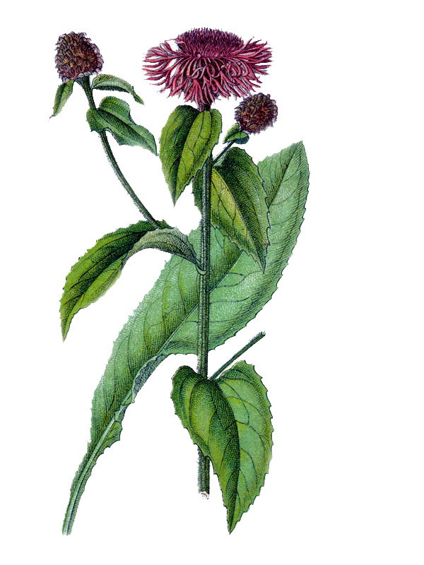 Centaurea pseudophrygia