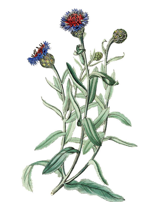 Centaurea pulchra