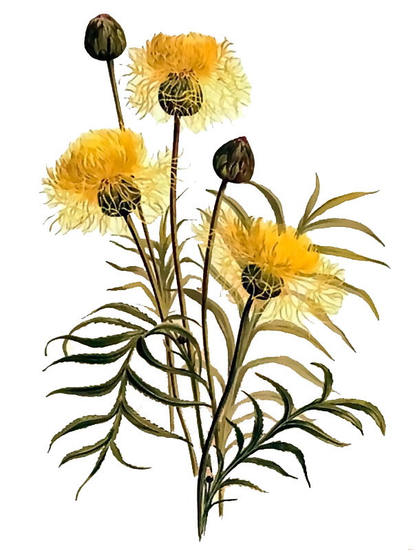 Centaurea ruthenica