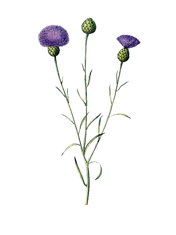 Centaurea salmantica