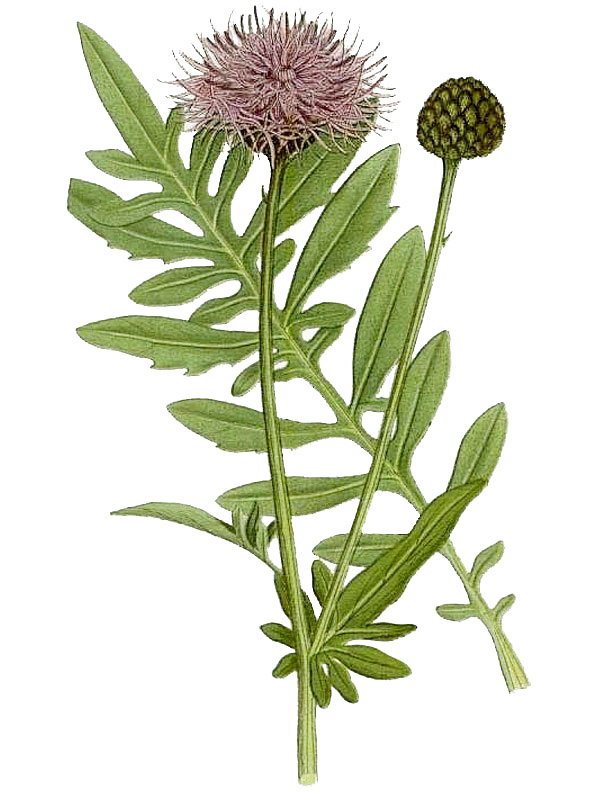 Centaurea scabiosa