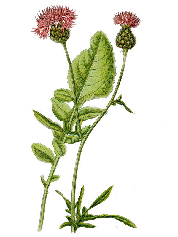 Centaurea scabiosa