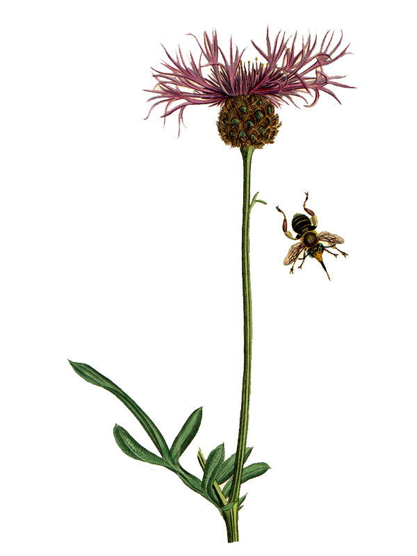 Centaurea scabiosa