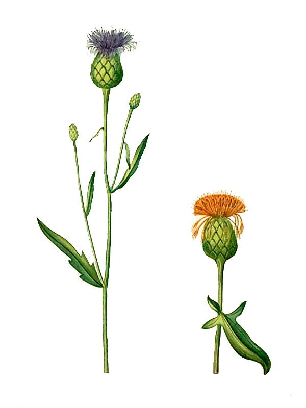 Centaurea scabiosa