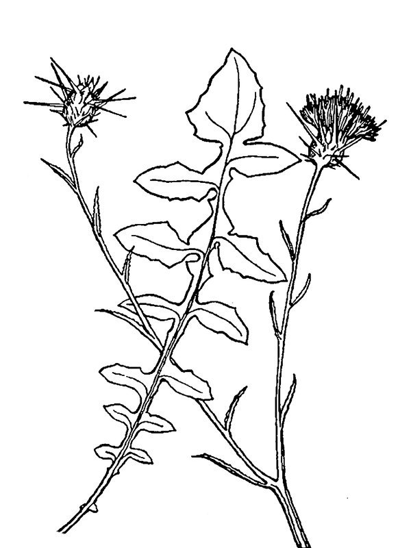 Centaurea solstitialis