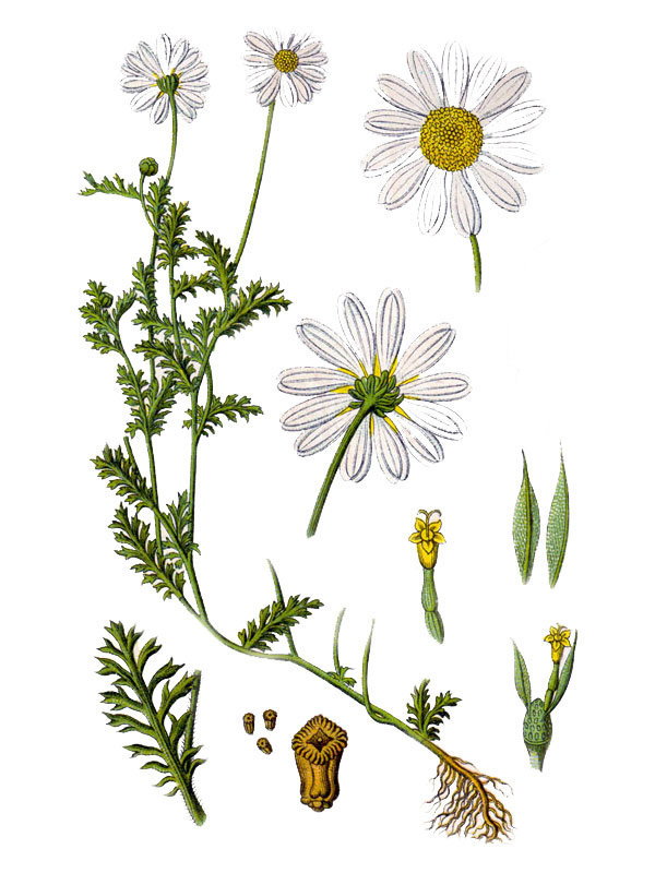 Chamaemelum arvense