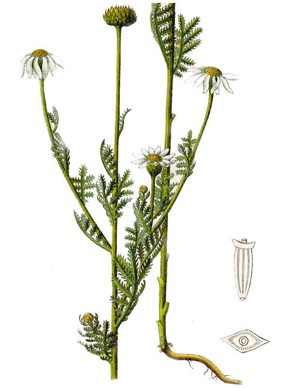 Chamaemelum austriacum