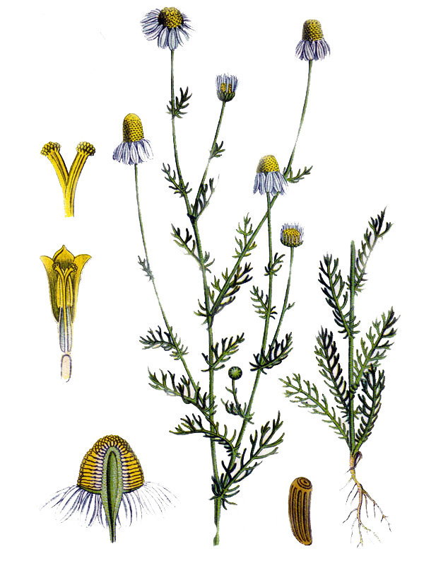 Chamaemelum chamomilla