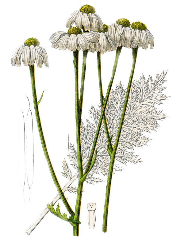Chamaemelum corymbosum