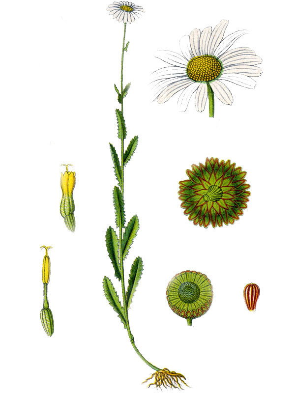 Chamaemelum leucanthemum