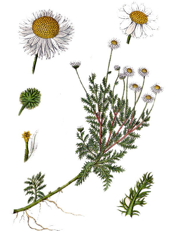 Chamaemelum nobile