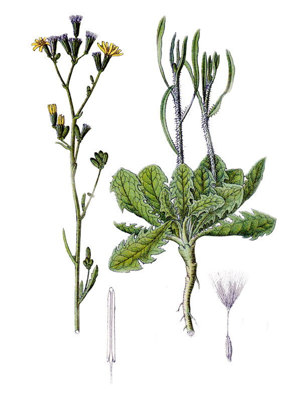 Chondrilla juncea
