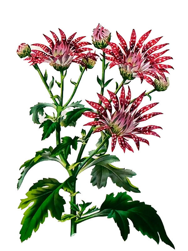 Chrysanthemum indicum