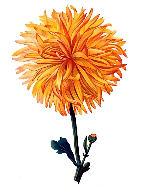 Chrysanthemum japonicum