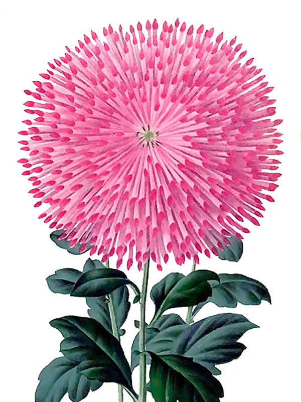 Chrysanthemum japonicum