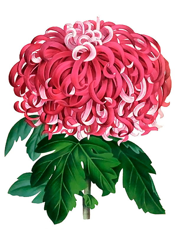 Chrysanthemum japonicum