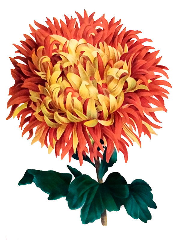 Chrysanthemum japonicum