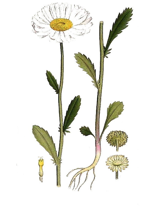 Chrysanthemum leucanthemum
