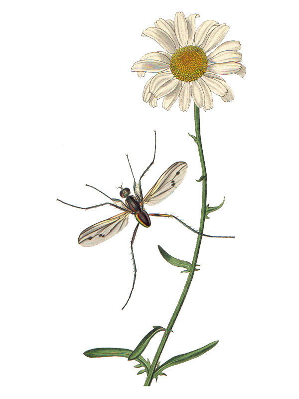 Chrysanthemum leucanthemum
