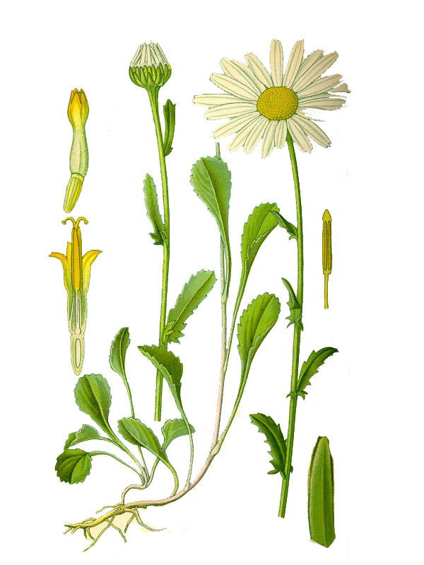 Chrysanthemum leucanthemum