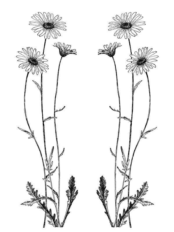 Chrysanthemum leucanthemum