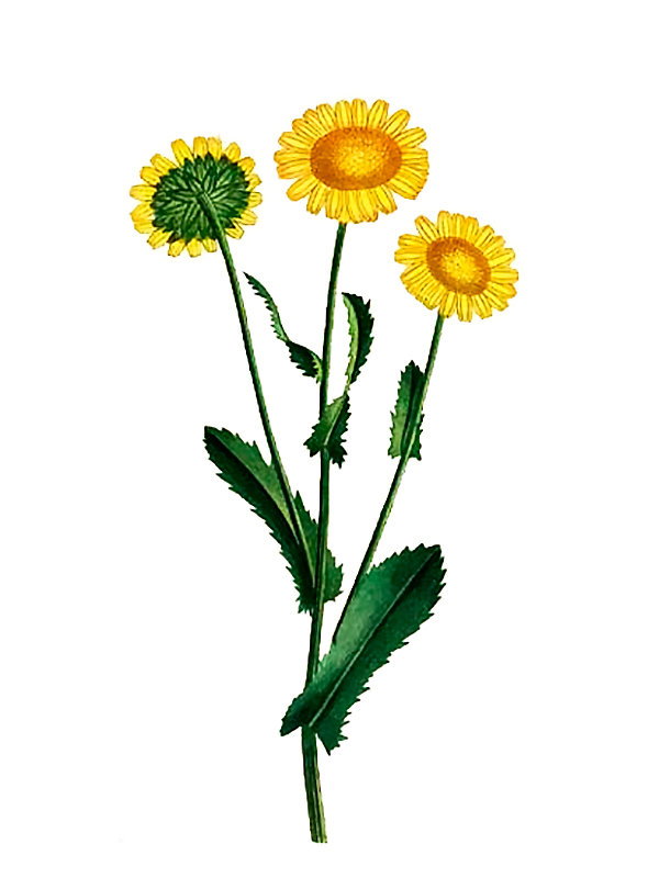 Chrysanthemum myconis