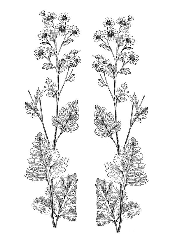 Chrysanthemum parthenium