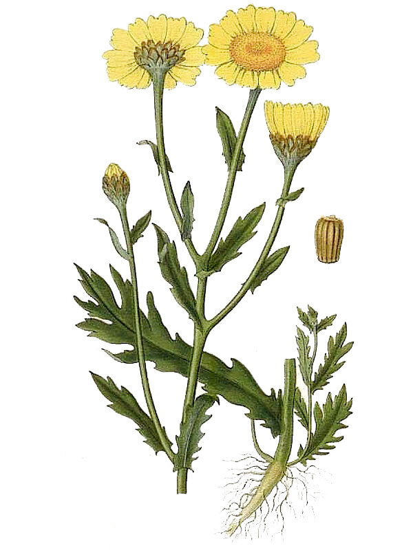 Chrysanthemum segetum