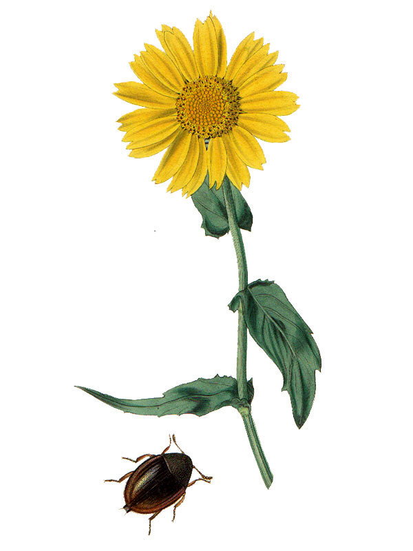 Chrysanthemum segetum