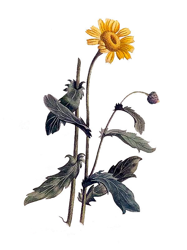 Chrysanthemum segetum