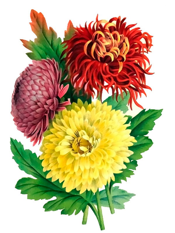 Chrysanthemum sinense