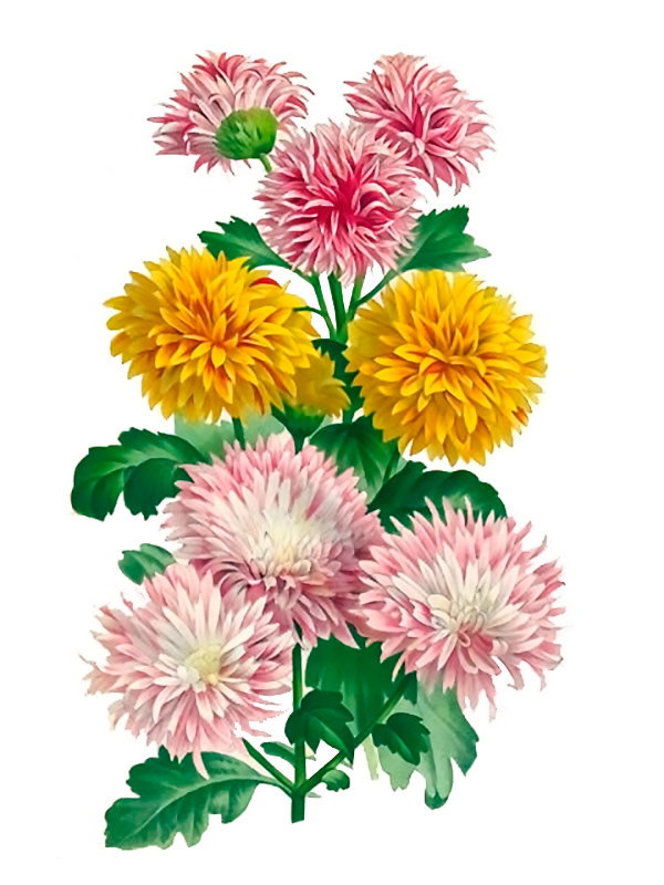 Chrysanthemum ssp