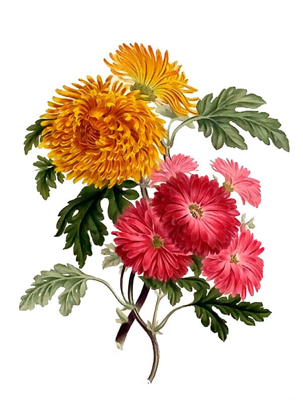Chrysanthemum ssp