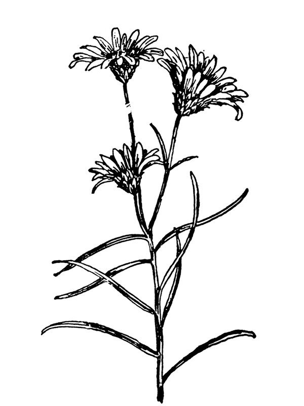 Chrysopsis falcata