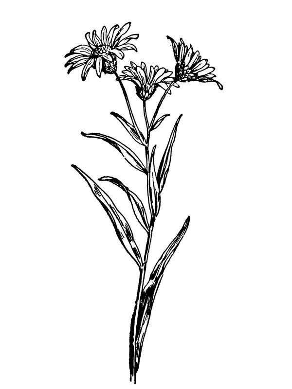 Chrysopsis graminifolia
