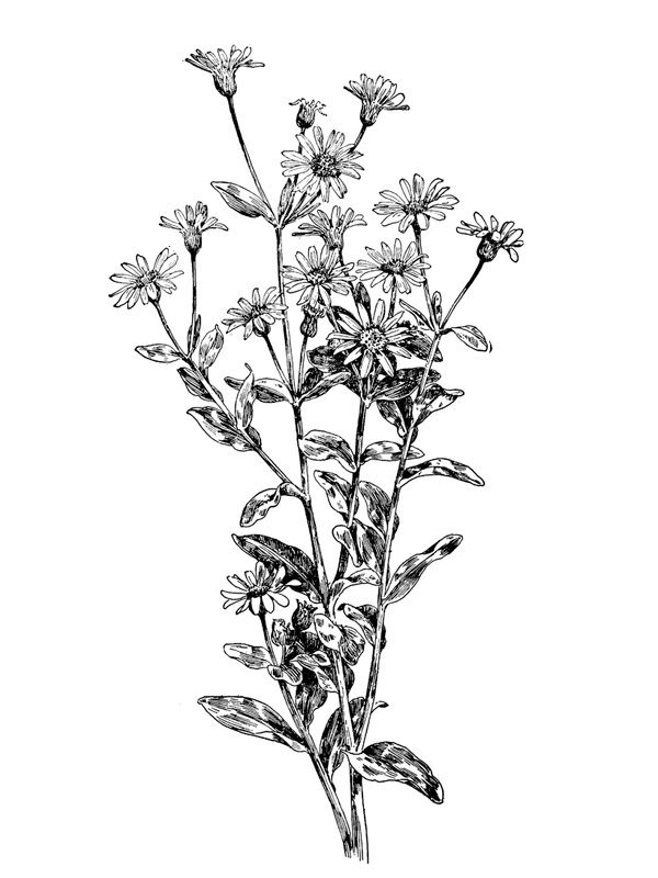 Chrysopsis mariana