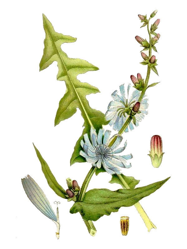 Cichorium intybus