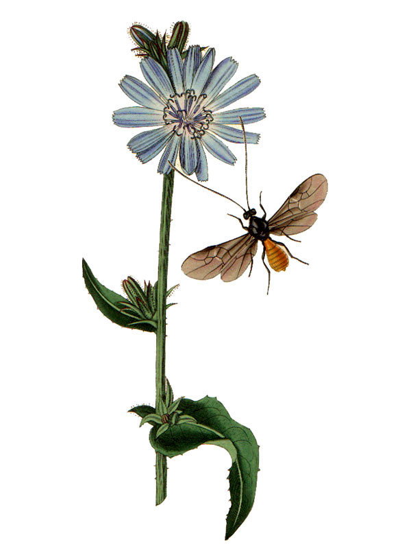 Cichorium intybus