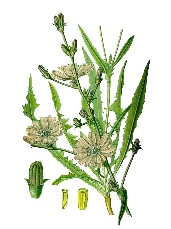 Cichorium intybus