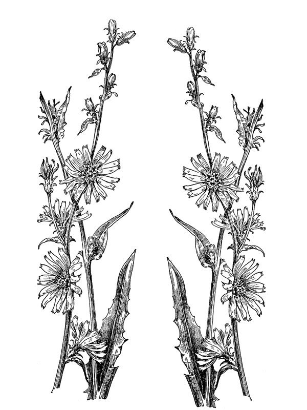 Cichorium intybus