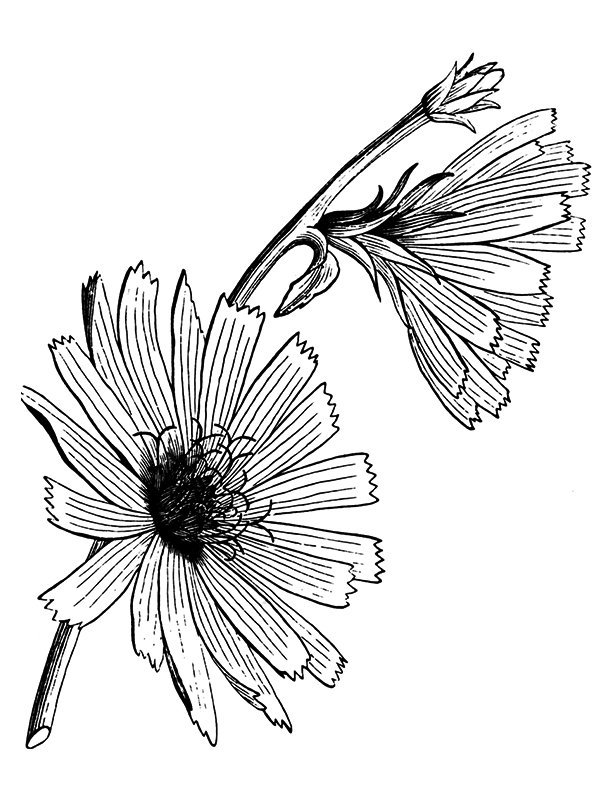 Cichorium intybus