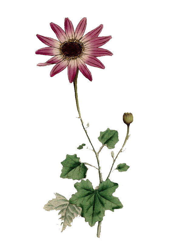 Cineraria lanata